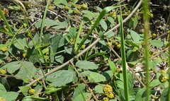 Varronia polycephala