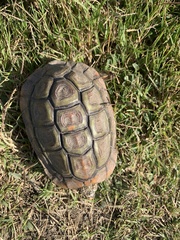 Homopus areolatus
