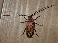 Prionoplus reticularis