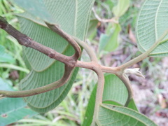 Bellucia mespiloides