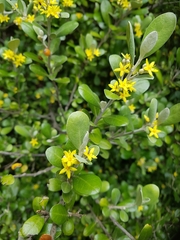 Corokia cotoneaster