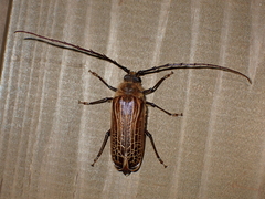 Prionoplus reticularis