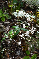 Lilium distichum