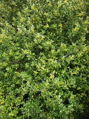 Corokia cotoneaster