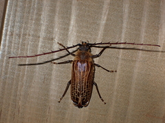 Prionoplus reticularis