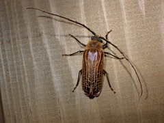 Prionoplus reticularis