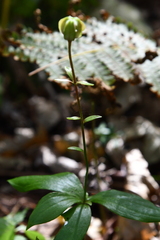 Lilium distichum