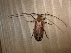 Prionoplus reticularis
