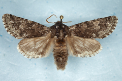 Acronicta impressa