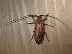Prionoplus reticularis