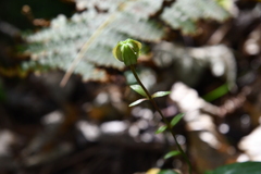 Lilium distichum