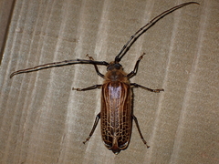 Prionoplus reticularis