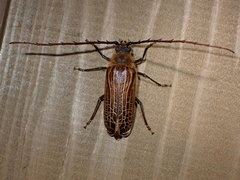 Prionoplus reticularis
