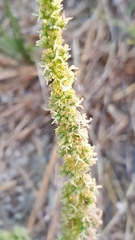 Rayjacksonia phyllocephala