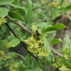 Margaritaria discoidea