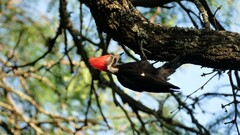 Dryocopus schulzii
