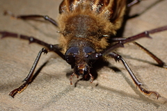 Prionoplus reticularis