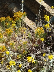 Helichrysum revolutum