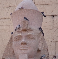 Columba livia domestica