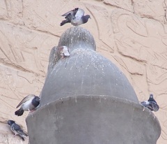 Columba livia domestica