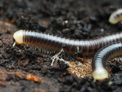 Pseudospirobolellus