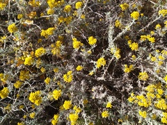 Helichrysum revolutum