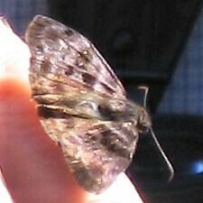 Ebrietas anacreon