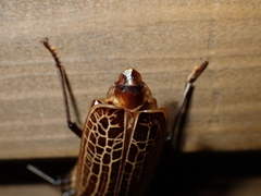 Prionoplus reticularis