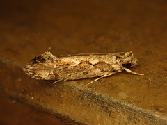 Erechthias capnitis