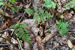Athyrium yokoscense