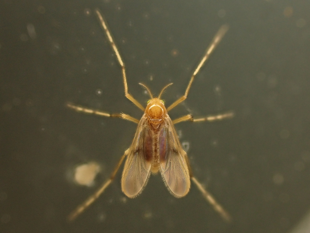 Macropelopia apicinella