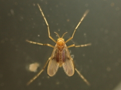 Tanypodinae