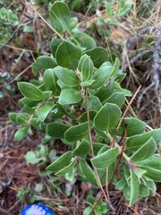 Arctostaphylos tomentosa
