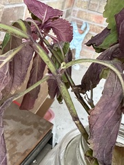 Coleus