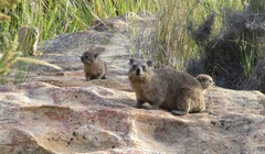 Procavia capensis capensis