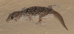 Chondrodactylus bibronii