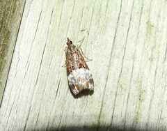 Scoparia minusculalis