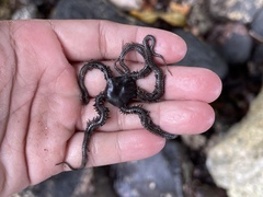 Ophiocoma scolopendrina