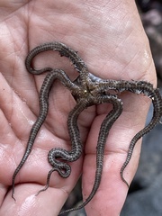 Ophiocoma scolopendrina