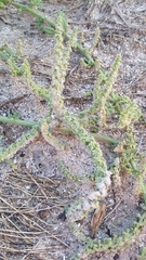 Rayjacksonia phyllocephala