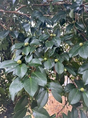 Camellia japonica