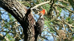 Dryocopus schulzii