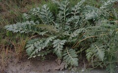 Platycarpha glomerata