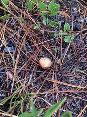 Russula rhodocephala