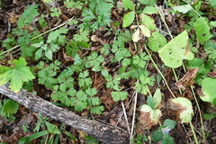 Anemonoides glabrata