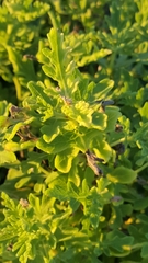 Rayjacksonia phyllocephala