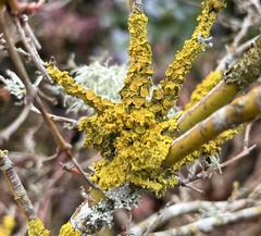 Polycauliona polycarpa