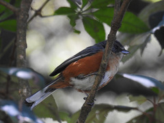 Microspingus lateralis