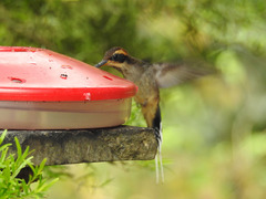 Phaethornis eurynome