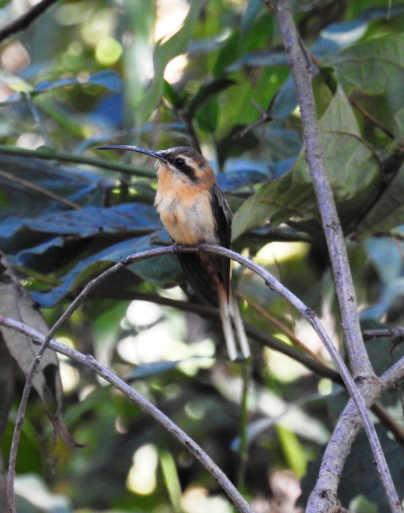 Cinnamon-throated Hermit photo